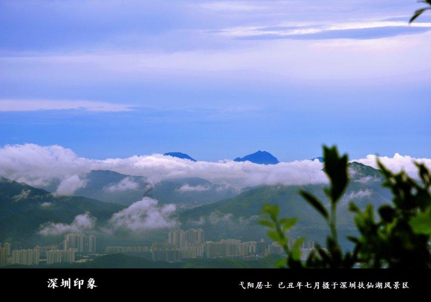 丁香和郁金香是同一种花吗？游戏画面